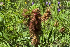 American-Licorice