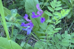 American-Vetch-var.-americana