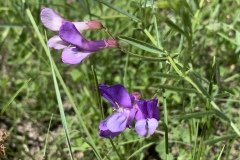 American-Vetch-var.-minor