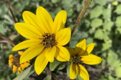 Annual-Sunflower