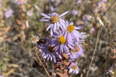 Aromatic-Aster