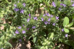 Bigbract-Verbena