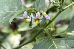 Black-Nightshade