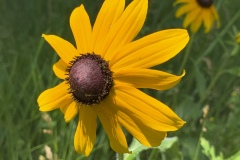 Blackeyed-Susan