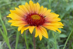 Blanket-Flower