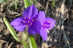 Bracted-Spiderwort