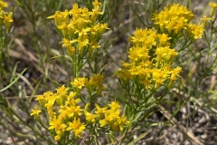 Broom-Snakeweed