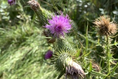 Bull-Thistle