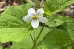 Canada-Violet