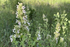 Catnip