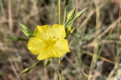 Common-Evening-Primrose
