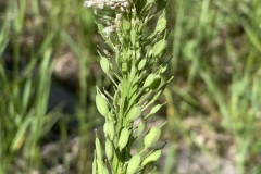 Common-Pepperweed