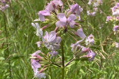 Common-Soapwort