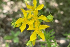 Common-St.-Johnswort