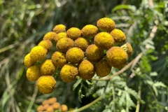 Common-Tansy