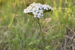 Common-Yarrow