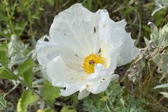 Crested-Pricklypoppy