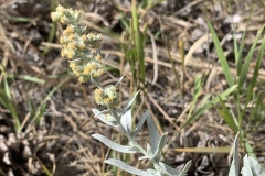 Cudweed-Sagewort