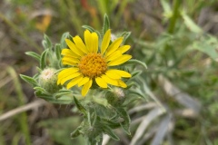 Curlycup-Gumweed