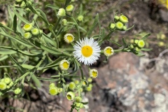 Daisy-Fleabane