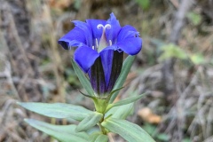 Downy-Gentian