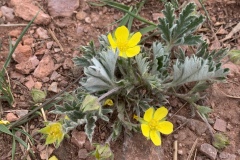 Early-Cinquefoil