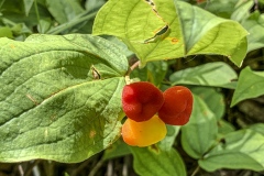 Fairybells