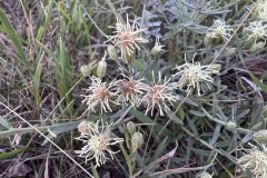False-Boneset
