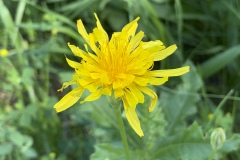 False-Dandelion