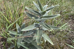 False-Gromwell