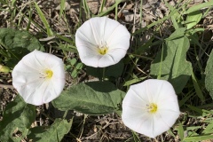 Field-Bindweed