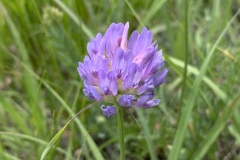 Field-Milkvetch