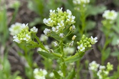 Field-Pennycress