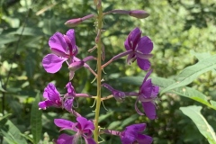 Fireweed