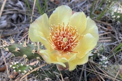 Fragile-Pricklypear
