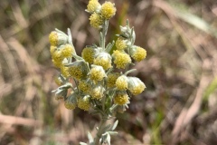 Fringed-Sagewort