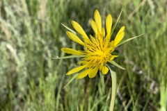 Goatsbeard