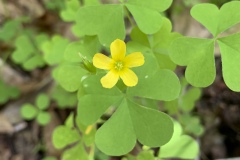 Gray-green-Woodsorrel