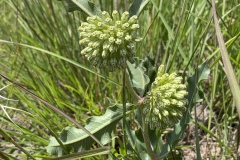 Green-Milkweed