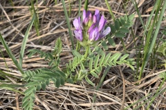 Groundplum-Milkvetch