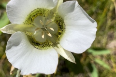 Gunnisons-Mariposa-Lily