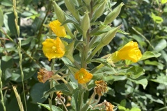 Hairy-Evening-Primrose