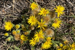 Hairy-Goldaster