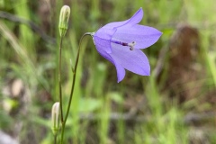 Harebell