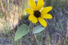Helianthus-spp
