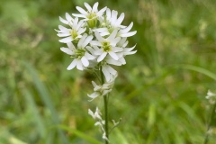Hoary-False-Alyssum