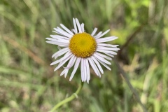 Hoary-Fleabane
