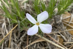 Hoods-Phlox