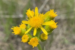 Lambstongue-Groundsel