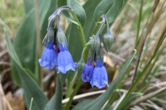 Lanceleaf-Bluebells
